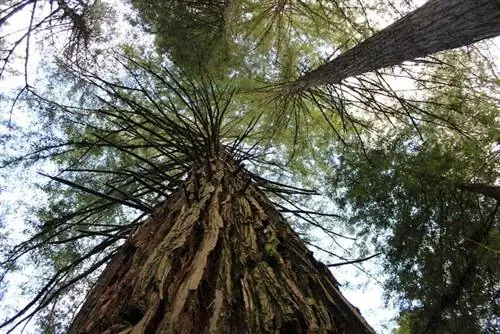 Вид Sequoia sempervirens в ее среде обитания Вид Sequoia sempervirens в ее среде обитания