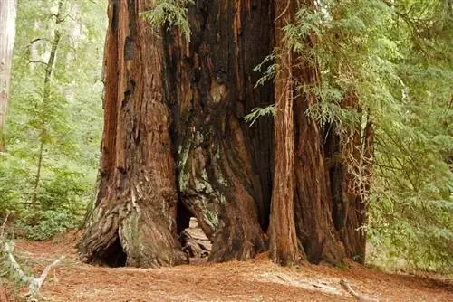Ствол Sequoia sempervirens очень толстый. Ствол Sequoia sempervirens очень толстый.
