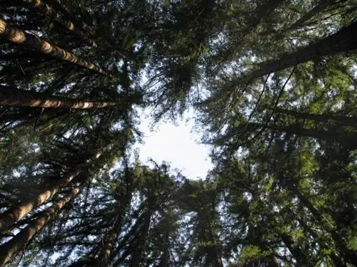 Вид Sequoia sempervirens в среде обитания Вид Sequoia sempervirens в среде обитания