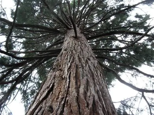 Sequoya sempervirens - очень крупное растение. Sequoya sempervirens - очень крупное растение.