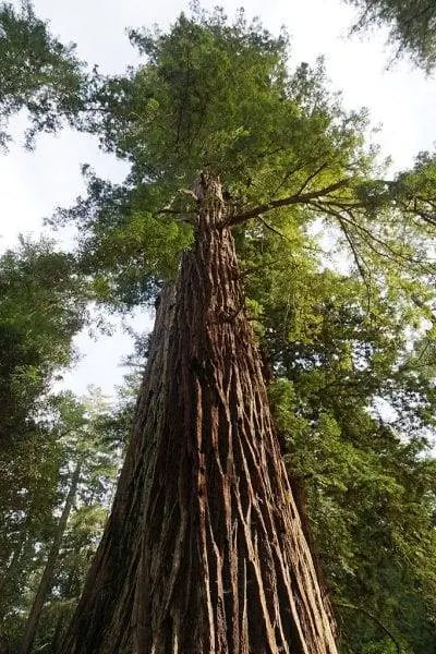 Sequoya sempervirens - медленнорастущее хвойное дерево. Sequoya sempervirens - медленнорастущее хвойное дерево.