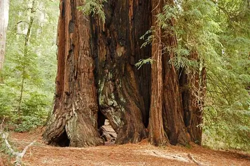 Красное дерево (Sequoia sempervirens)