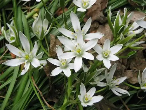 Вифлеемская звезда (Ornithogalum umbellatum)