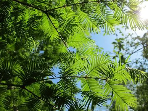 Метасеквойя (Metasequoia glyptostroboides)