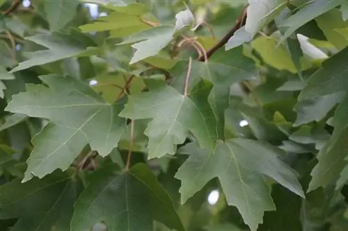 Листья Acer rubrum опадающие. Листья Acer rubrum опадающие.