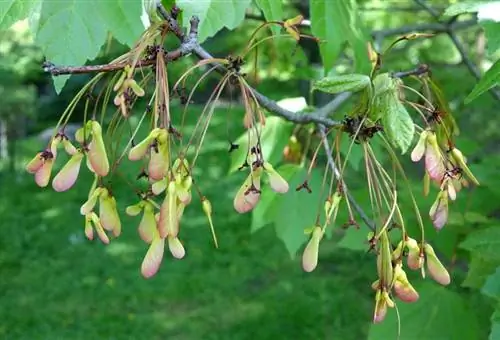 Семена Acer rubrum крылатые. Семена Acer rubrum крылатые.