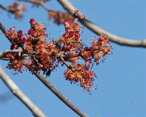 Цветки Acer rubrum красные. Цветки Acer rubrum красные.