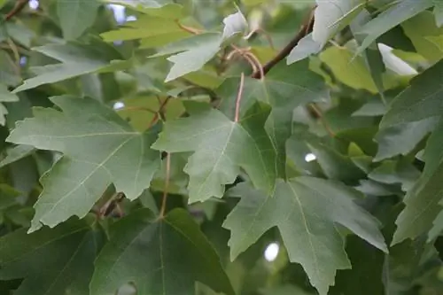 Клен красный (Acer rubrum)