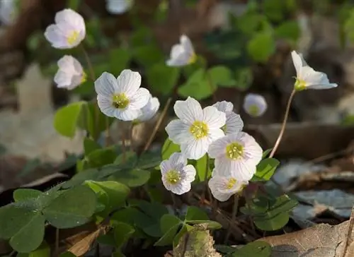 Щавель (Oxalis acetosella)