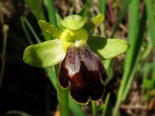 Орхидея черная пчела (Ophrys fusca)