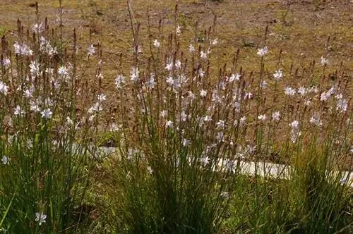 Asphodelus fistulosus на дорогах и автомагистралях