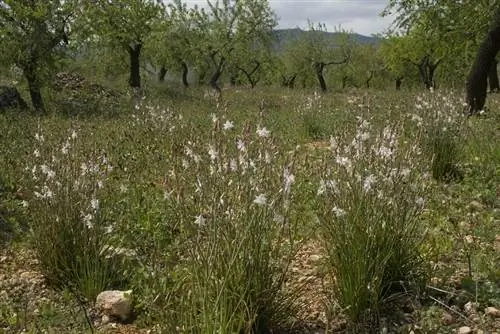 Asphodelus fistulosus в естественной среде обитания