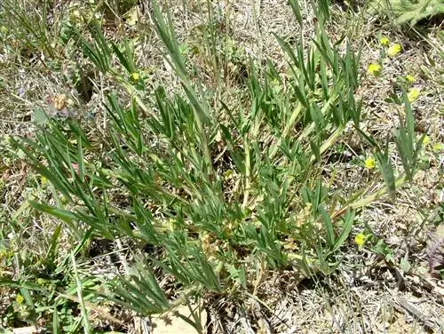 Треболильо (Trifolium angustifolium)