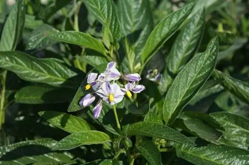 маленькие белые и сиреневые цветы, которые приносят плоды, называемые лимонной грушей.