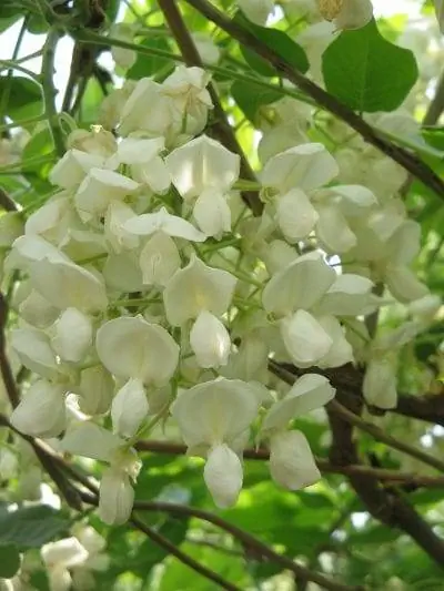 шелковистая глициния