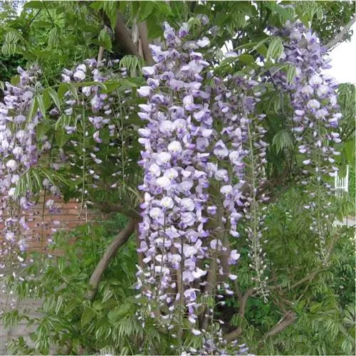 Глициния х формоза растение