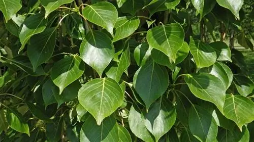 ветви, полные зеленых листьев дерева под названием Populus simonii