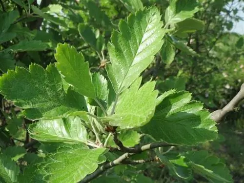 Листья Sorbus intermedia опадающие.