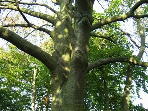 Ствол Sorbus intermedia