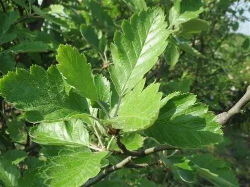 Рябина шведская (Sorbus intermedia)
