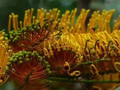 Цветки Grevillea robusta желто-оранжевые.