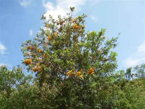 Дуб австралийский (Grevillea robusta)