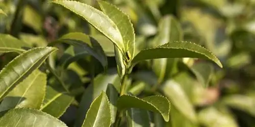 Зеленый чай с камелией китайской