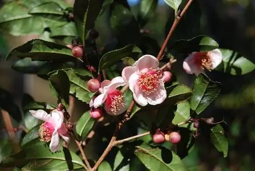 Разновидность Camellia sinensis rosea