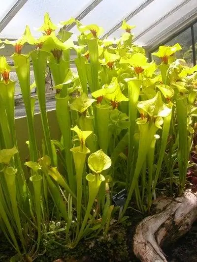 Вид на Sarracenia flava