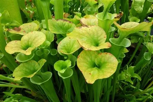 Растение вувузела (Sarracenia flava)