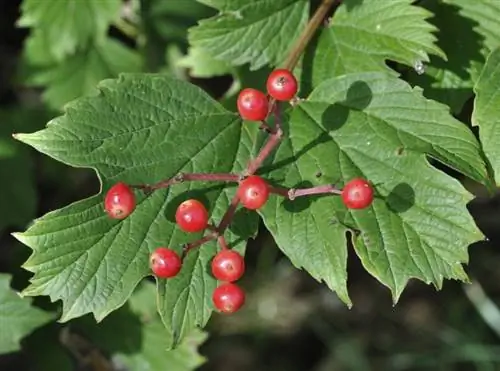 Плоды Viburnum opulus красные.