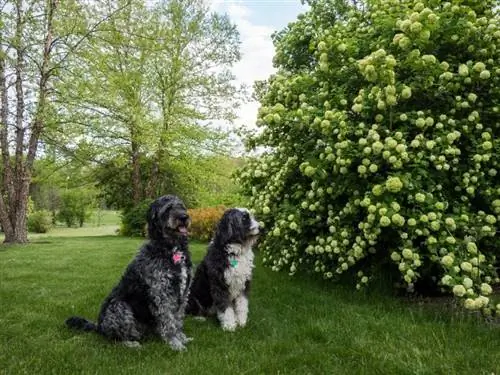 Viburnum opulus - прекрасный садовый кустарник.