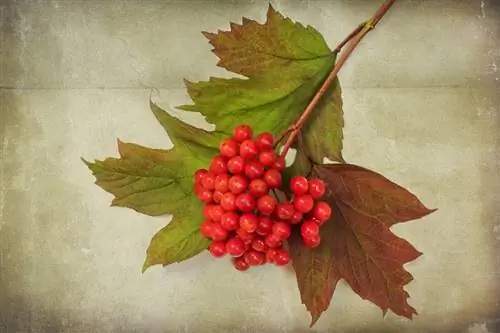 Viburnum opulus - листопадный кустарник.