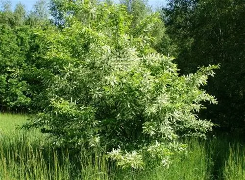 Чернослив серотиновый