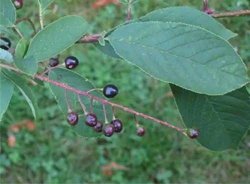 Плоды Prunus serotina