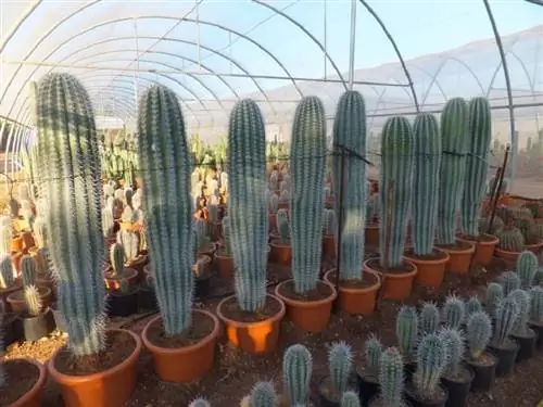 Ворсянка (Pachycereus pringlei)