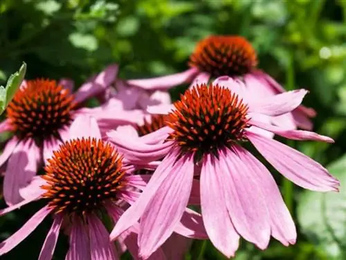 Цветок эхинацеи узколистной
