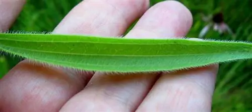 Листья эхинацеи узколистной