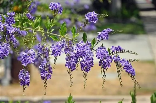 Небесный цветок (Duranta erecta)