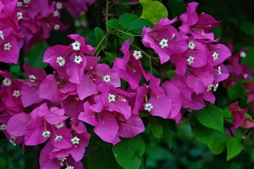 Характеристики Buganvilla spectabilis