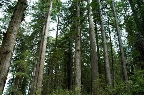 секвойя вечнозеленая