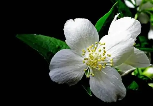 Покрытосеменные и Голосеменные