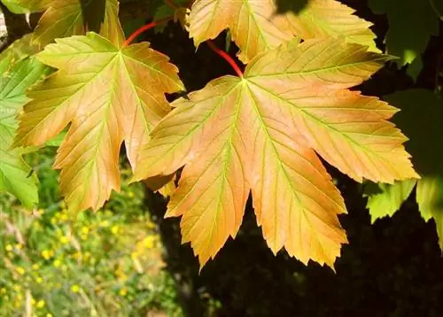 Листья дерева Acer Pseoduplatanus