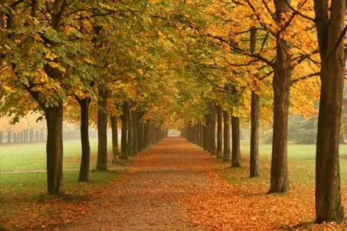 деревья осенью