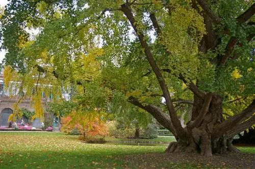 Дерево гинкго билоба