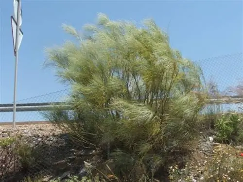 Веник - очень декоративный кустарник