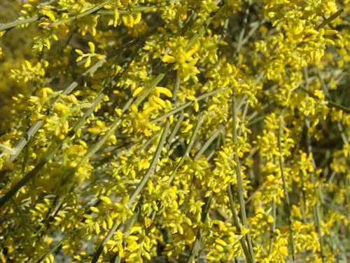 Ретама шаровидная - очень устойчивое растение.