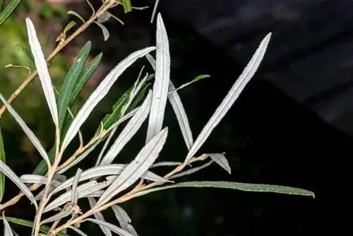 тонкие и удлиненные листья ивы