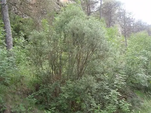 Пурпурная ива (Salix eleagnos)