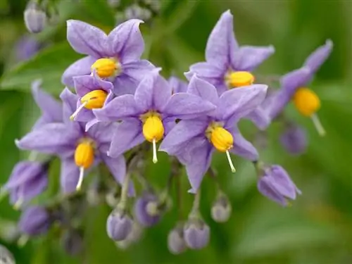 Томатилло (Solanum crispum)